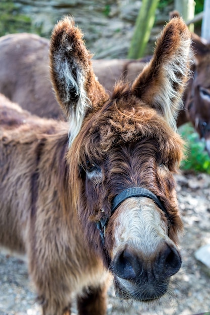 Burro em uma fazenda de perto