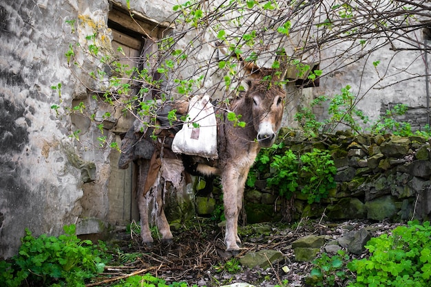 un burro se encuentra a la sombra de una antigua vivienda abandonada