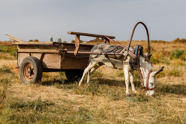 Burro enganchado a un carro de hierro se encuentra en un prado y come hierba