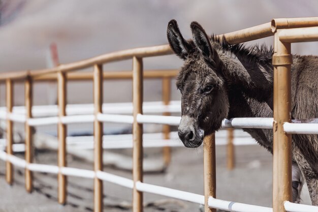 Burro engraçado no recinto