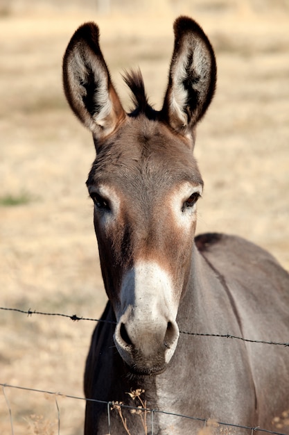 Burro engraçado olhando para a câmera