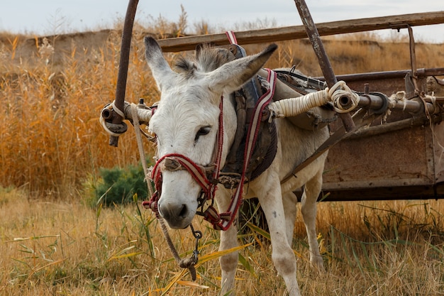 Burro enjaezado a un carro se encuentra en el campo.