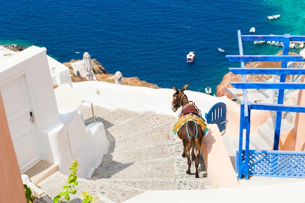 Burro en las escaleras cerca del mar, la isla de Santorini, Grecia