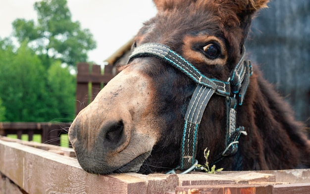 Burro en el establo. Ciérrese encima de la foto de una cara de burro en brida.