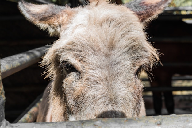 Burro en el establo.