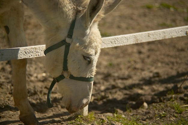 Burro en una granja de cría para comer cepillando la hierba justo fuera de la valla.