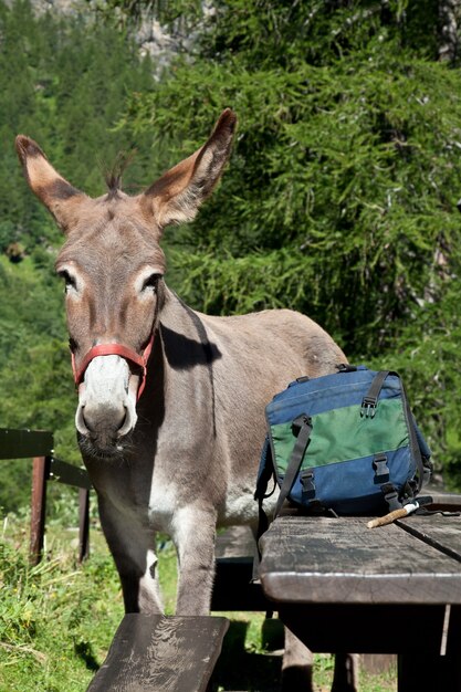 Burro grátis nos Alpes italianos, olhando para a câmera