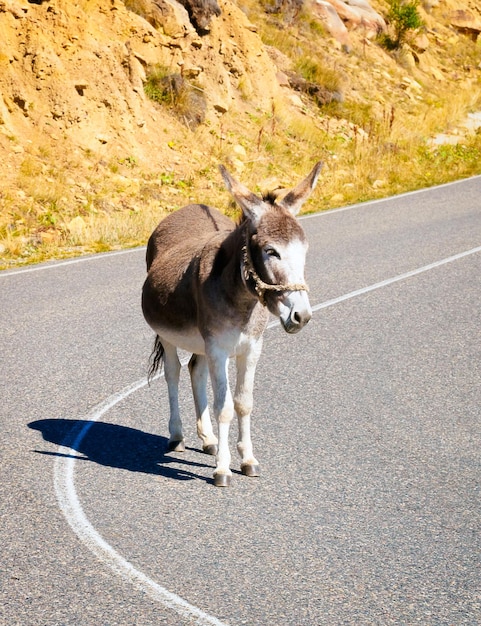 Un burro gris está de pie en una curva en una carretera de asfalto