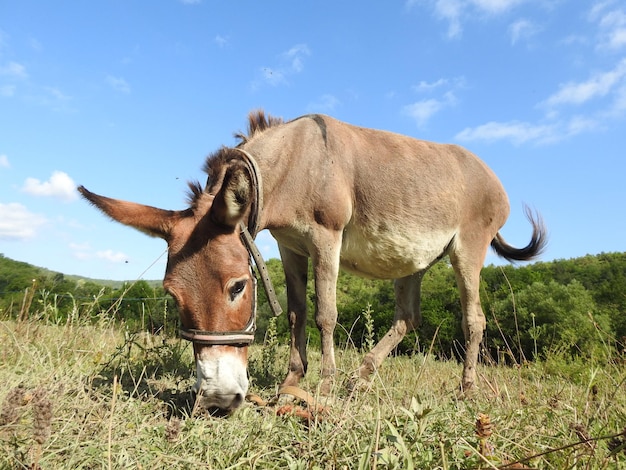 Burro jovem pastando no pasto