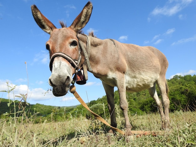 Burro jovem pastando no pasto