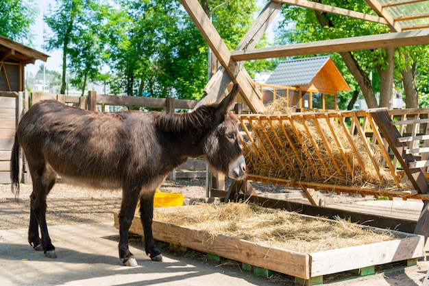 Burro joven en una granja en un día de verano. Linda mascota.