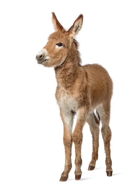 Burro joven provenzal mirando a la cámara, potro aislado en blanco