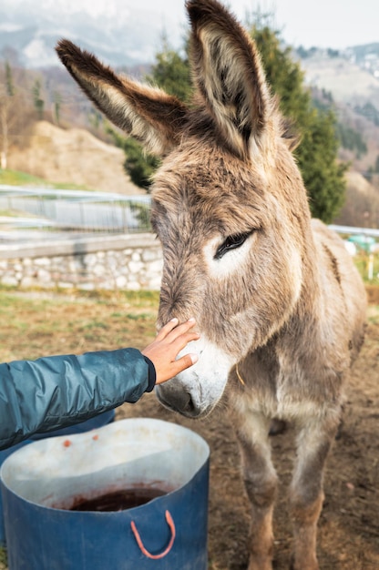 Un burro con la mano de un niño en el hocico.