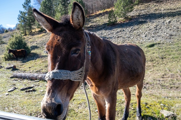 Burro marrom amarrado no fundo do campo rural de pedra Retrato de animais domésticos de perto