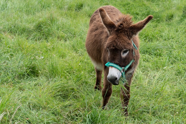 Burro marrom Poitou