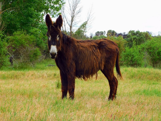 Un burro marrón con nariz blanca y nariz blanca está parado en un campo.