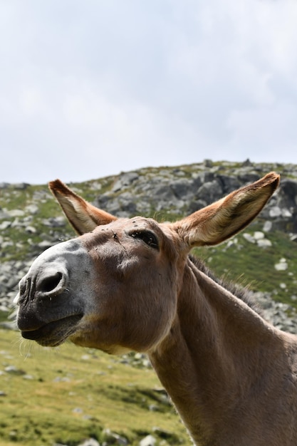 Un burro en las montañas con el cielo de fondo