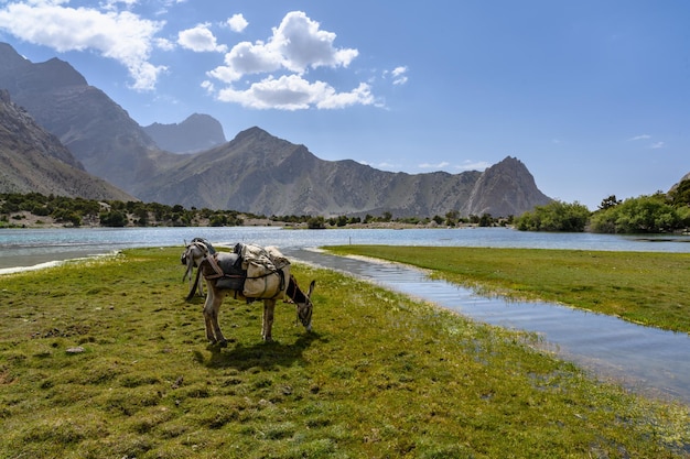 Burro en las montañas de Tayikistán