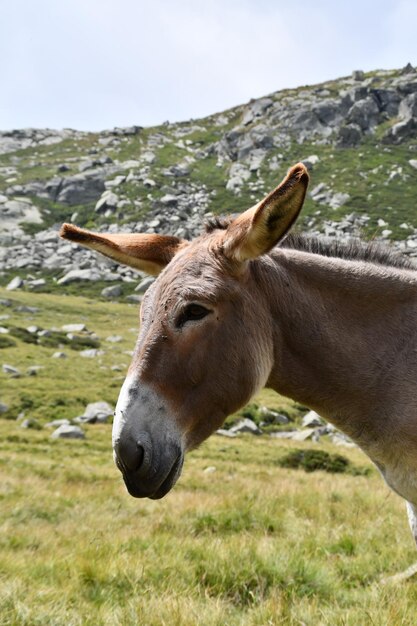 Un burro en las montañas