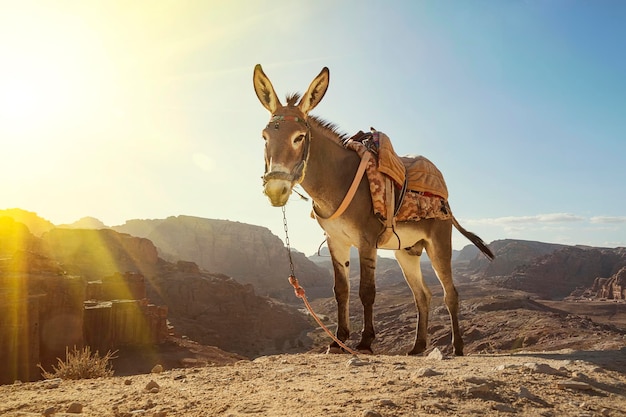 Burro na cidade antiga de Petra Retrato de burro perto