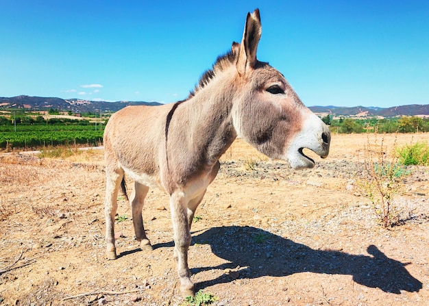 Burro na fazenda agrícola, Carbonia, Sardenha, Itália