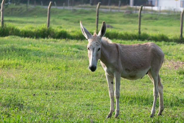 Burro na pastagem da fazenda