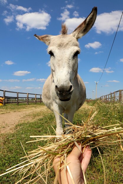 Burro no campo