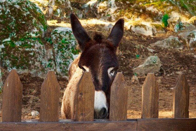 Foto burro no curral