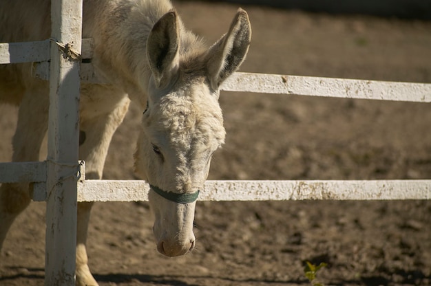 Burro no recinto da fazenda no verão