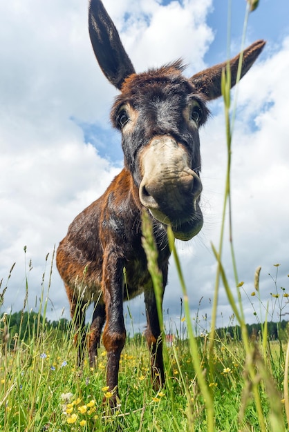 Burro pastando en el campo un día claro