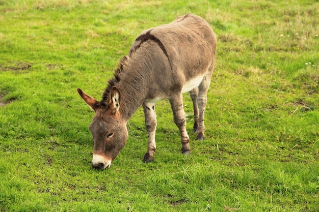 Burro pastando hierba en un pasto