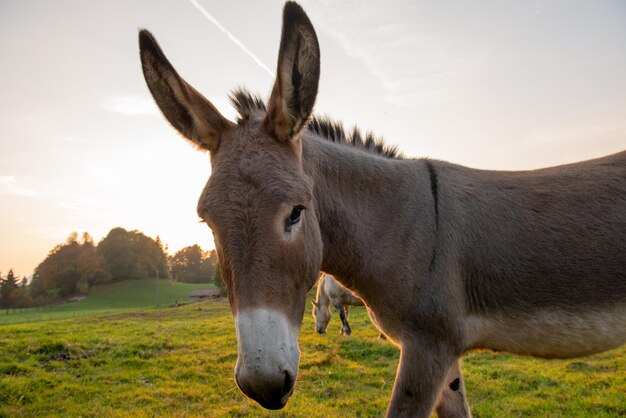 Burro pastando