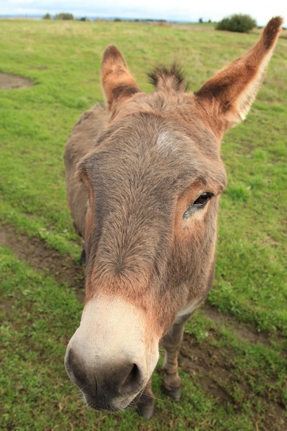 burro en un pasto