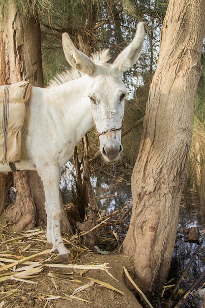 Burro en un pueblo egipcio tradicional cerca de El Cairo, Egipto