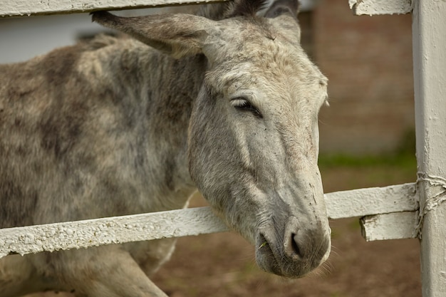 Burro en el recinto de la granja en verano.