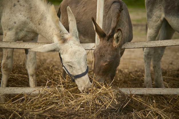 Burro en el recinto de la granja en verano.