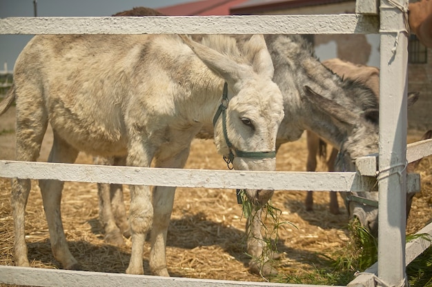 Burro en el recinto de la granja en verano.