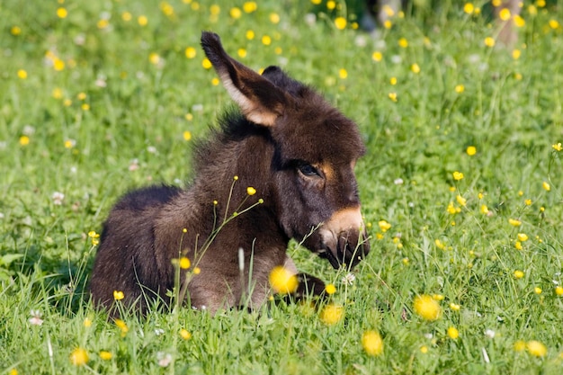 Burro en reposo Equus asinus Baviera Alemania