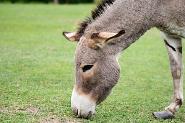 Burro, un retrato