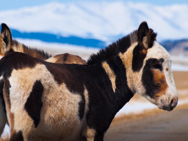 Burro salvaje en Colorado.