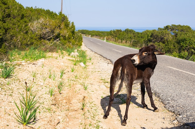 Burro salvaje gracioso