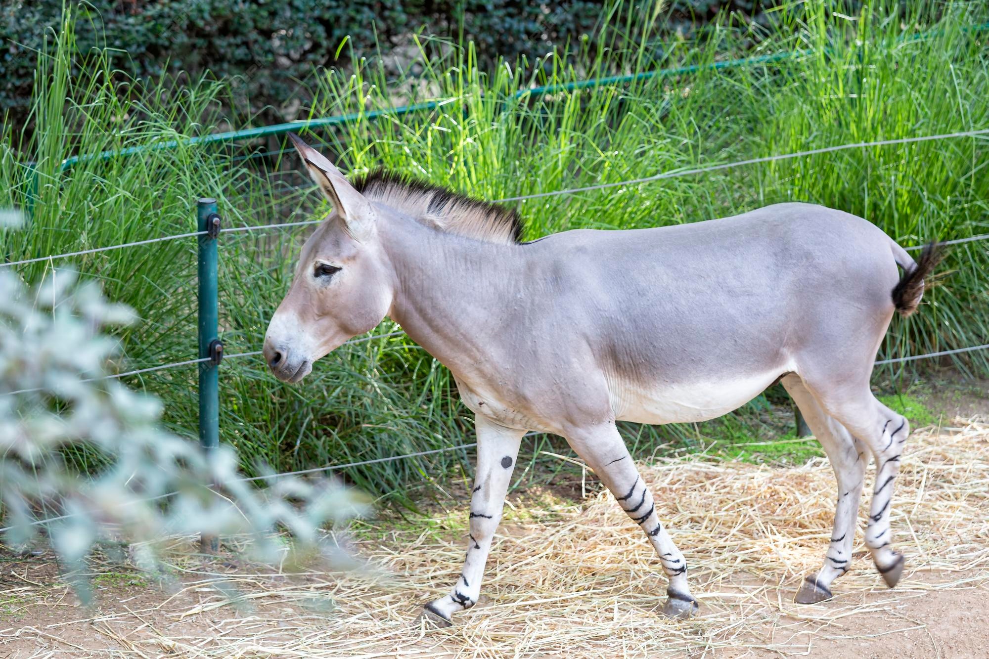 Burro salvaje somalí en el parque safari de israel | Foto Premium