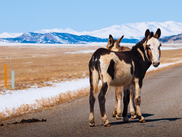 Burro selvagem no Colorado.