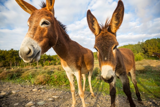 Burro selvagem no norte de chipre