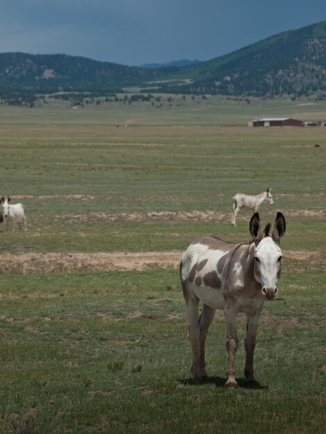 Burro selvagem perto do reservatório de spinney, colorado.