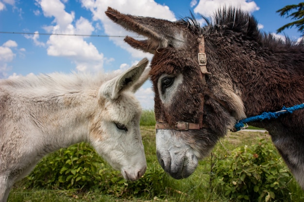 Burro en una típica granja italiana