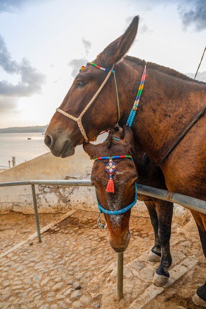 Burro tradicional en escaleras en Thira, isla de Santorini, Grecia