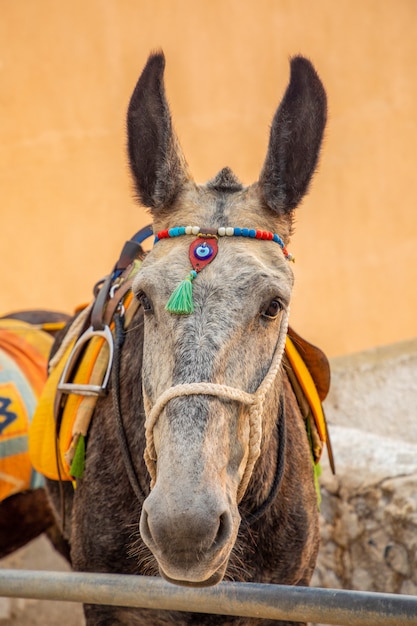 Burro tradicional en escaleras en Thira, isla de Santorini, Grecia