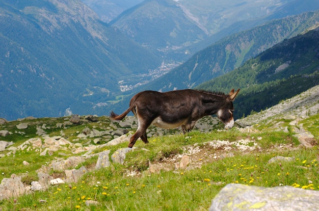 Burro, vida selvagem nos Alpes franceses, Mont Blanc