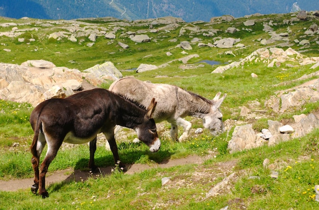 Burro, vida selvagem nos Alpes franceses, Mont Blanc